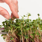 banner_microgreens