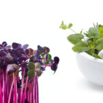 banner_microgreens_herbs