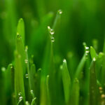 How to Grow Wheatgrass