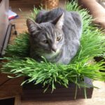 Cat sitting in fresh wheatgrass grown in the Microgreen Pros wooden planter Salad Cat/Wheatgrass