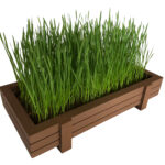 Side view of wooden planter with fresh wheatgrass