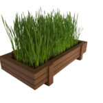 Wheatgrass Feb 2020