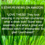 Wheatgrass Reviews