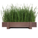 Front view of big wooden planter containing Fresh wheatgrass Salad Cat/Wheatgrass