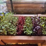 Mixed Microgreens Seeds Sue