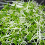 Close-up of microgreen broccoli. Concept of home gardening and g