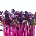 Radish Microgreens