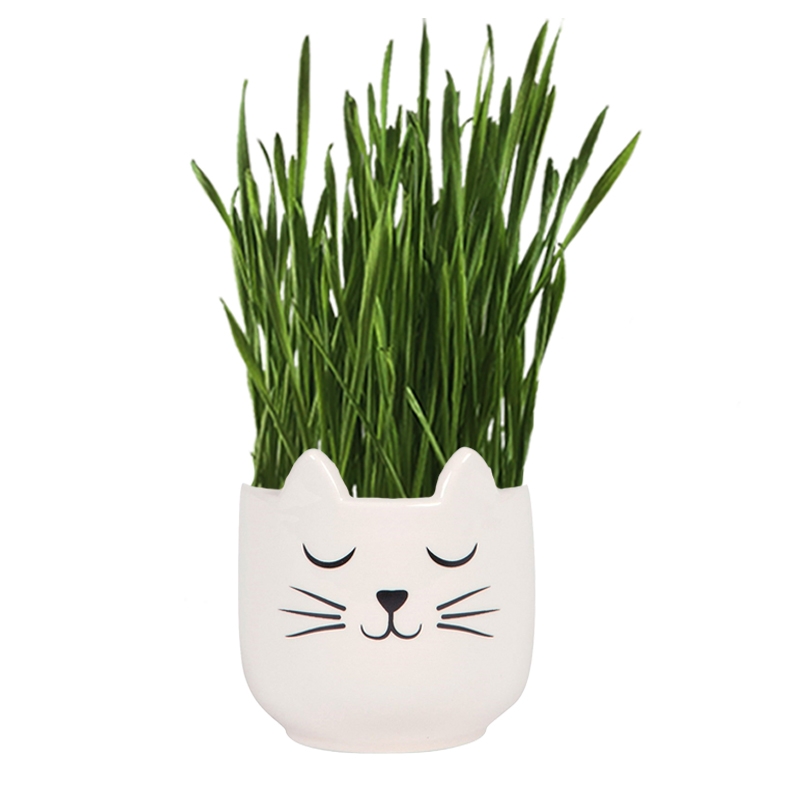 Ceramic pot with wheatgrass