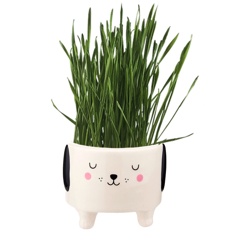 Ceramic pot with wheatgrass