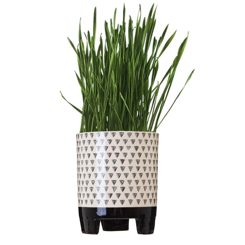Ceramic pot with wheatgrass