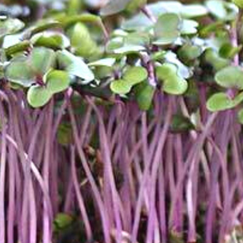 Red Acre Cabbage