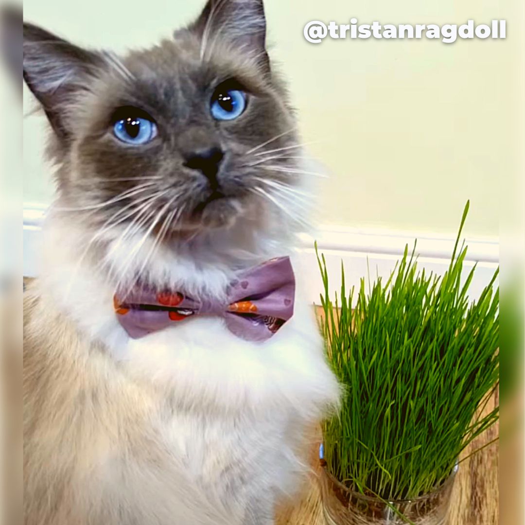 @Tristanragdoll enjoying the Cat grass Glass Gift Set