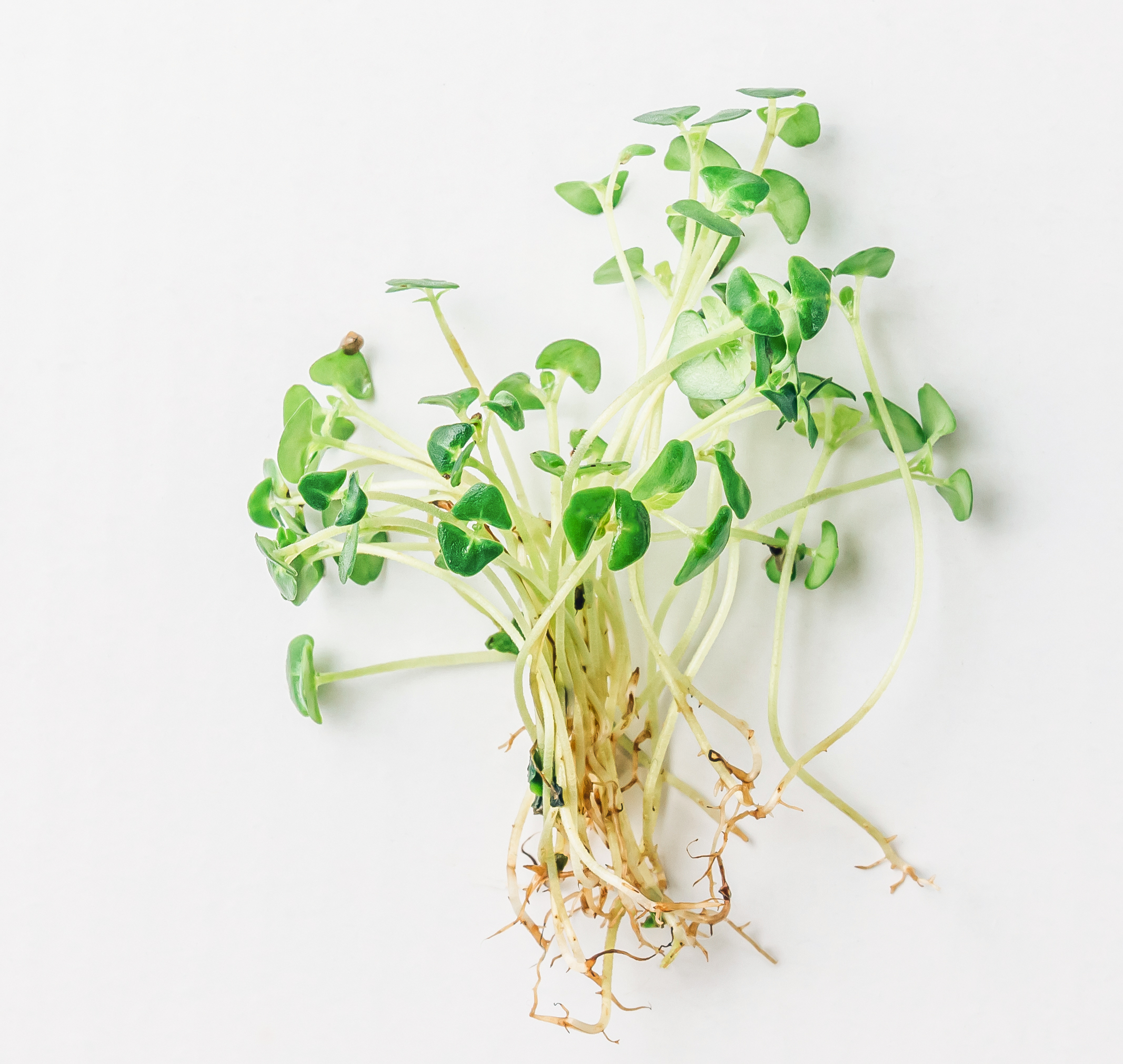 Chia microgreens close up on a wite background