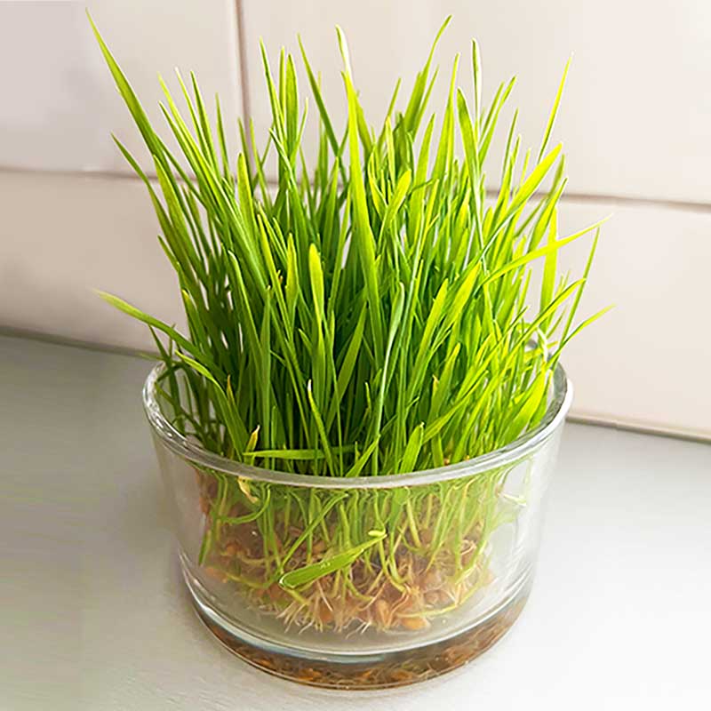 Wheatgrass Glass Gift Set